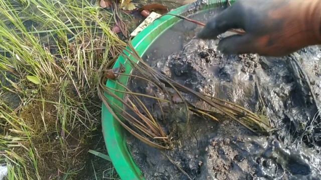 Подкормка Кувшинок, самый простой способ ! Feeding Water Lilies, the easiest way ! смотреть онлайн