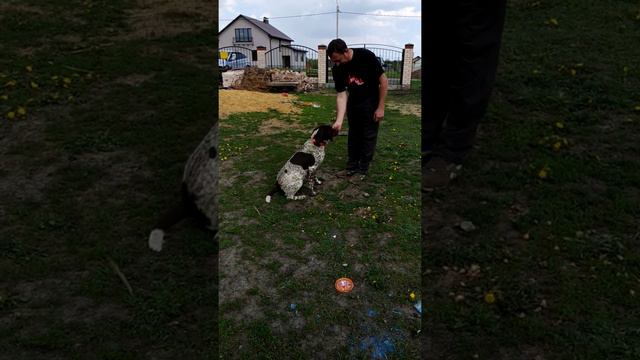 Курцхаар "астра" 8 месяцев смотреть онлайн