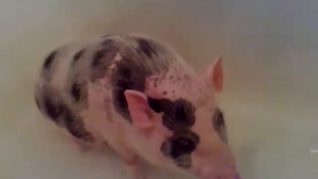 свинка в ванной.mp4 смотреть онлайн