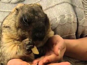 Жизнь замечательных зверей. Выпуски 21 и 22 мая