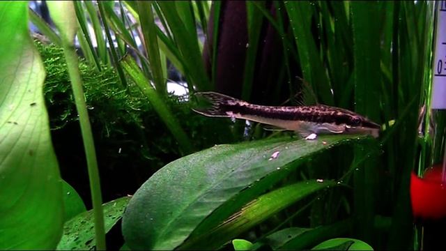 Otocinclus affinis resting on leaf смотреть онлайн