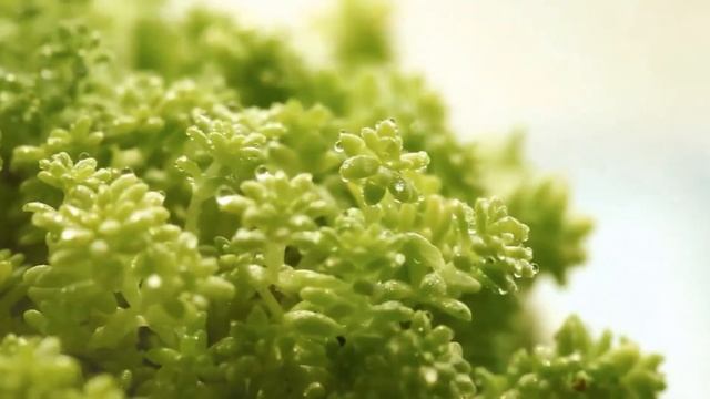 Green Thumb X - Golden Sedum Hispanicum смотреть онлайн