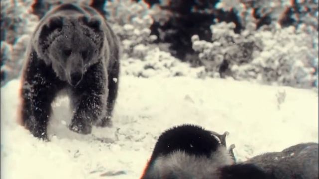 медоед против росомахи смотреть онлайн