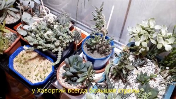 Мои суккуленты и названия/succulents