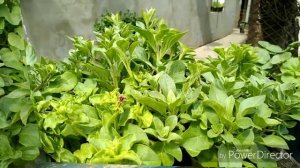 ТЛЯ НА ПЕТУНИЯХ КАК Я ИЗБАВИЛАСЬ ОТ ТЛИ НА ПЕТУНИИ