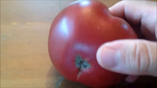 Cherokee Purple Tomato - The World's Best Tasting Tomato - When To Pick Them