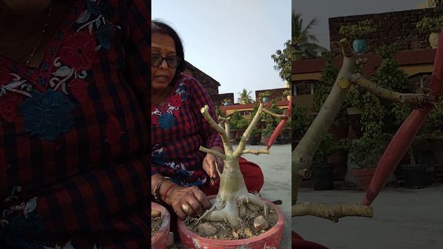 Adenium care tips and technique after harsh winter effects🪴🌸🪴 #winter #adenium #trending #shorts🪴🍀 смотреть онлайн