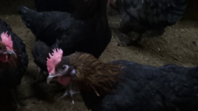 Мараны Медные куры несушие пасхальные яйца смотреть онлайн