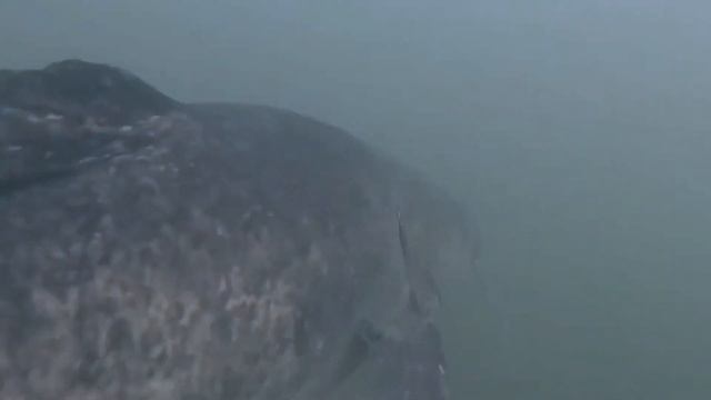 Самые Большие Речные Монстры, Пойманные Человеком смотреть онлайн