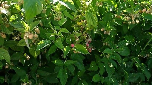 Малина МОЛЛИНГ ЖУНО. Первое плодоношение. Часть 1 смотреть онлайн