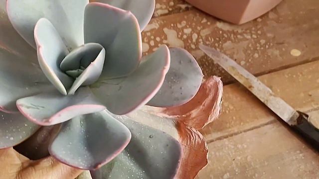 COMO TER UMA ECHEVERIA GILA GIGANTE #plantas #jardimdesuculentas #suculents смотреть онлайн