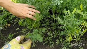 Как нельзя прореживать морковь/ способы проредить морковь/ когда можно прореживать морковь