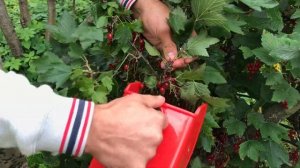 Быстрый сбор смородины комбайном (ковшом)