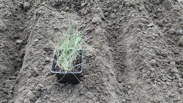 Рассада лука порея. Высаживаю в открытый грунт. смотреть онлайн