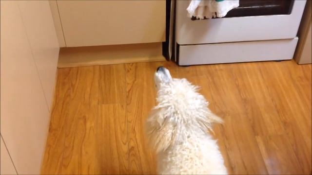 Today's Vlog Thursday, Dec.1 - #5 - Noise of the "Soup Mate" makes Baylee go Ballistic смотреть онлайн