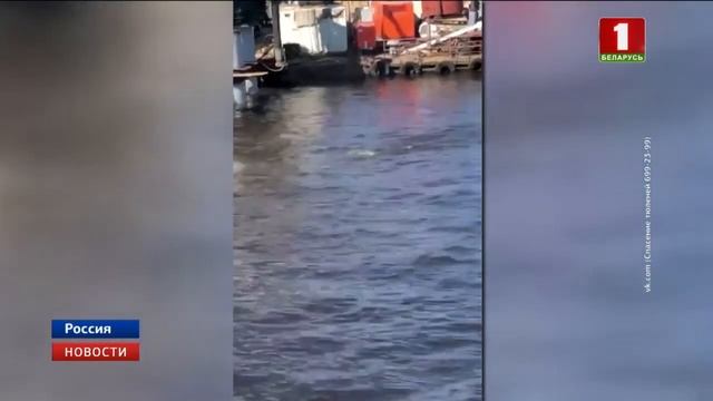 Удивительного гостя сняли на видео туристы в Финском заливе смотреть онлайн