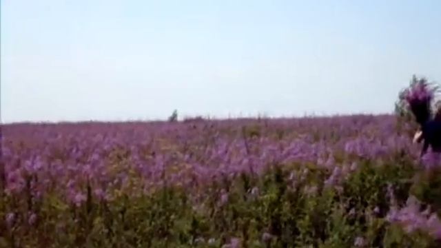 Иван чай плантации.Дикие смотреть онлайн