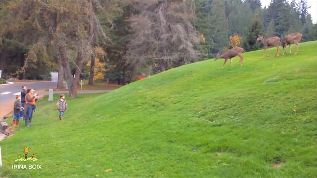 ЗА ЧТО Я ЛЮБЛЮ АМЕРИКУ или КАНАДУ Климат Ванкувера смотреть онлайн