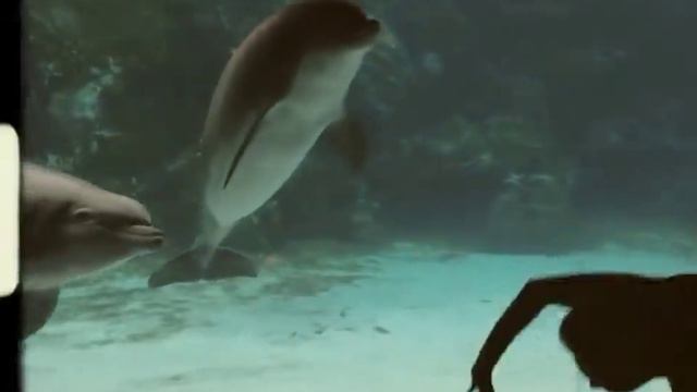 Girl Makes Dolphin Laugh (EXTENDED) ORIGINAL VIDEO смотреть онлайн