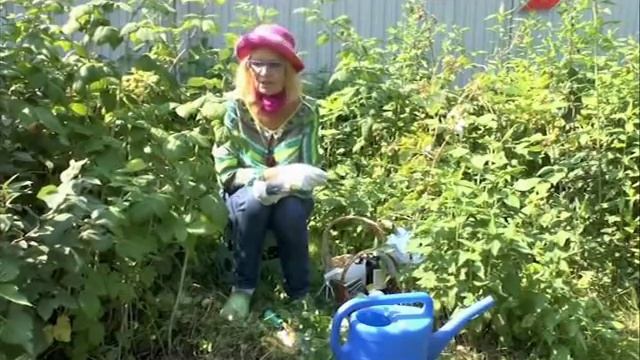 Сад. Серия 213. Малина, вредители смотреть онлайн