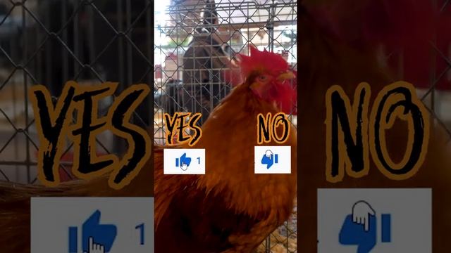 New Hampshire chicken breed ROOSTER #shorts смотреть онлайн