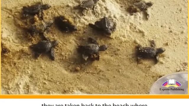 Aspect 10. Module 2. Saving The Sea Turtles