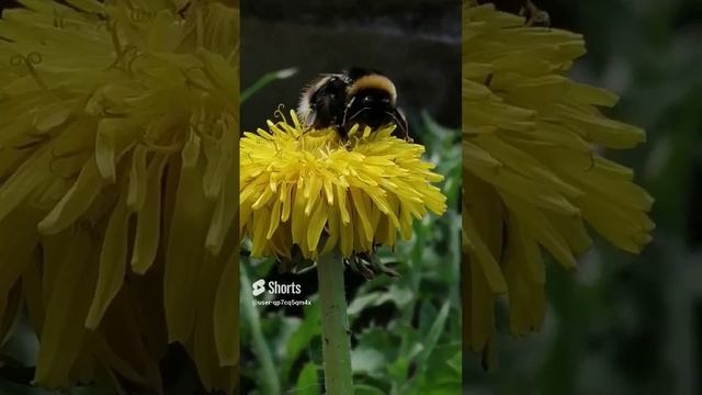 Шмеленыш- медвежоныш! смотреть онлайн