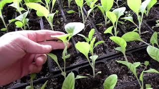 Ваша рассада слабая и тонкая-используй эту уникальную подкормку!!! смотреть онлайн