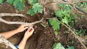 Прививка винограда в расщеп рукава . Прививка винограда черным в зелёное в теплице.