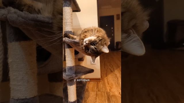 НИКОТЯИ! #Буся #бусинка #Бусябусинка #мейн-кун #кот #кошка #котенок #cat #kitty #MaineCoon