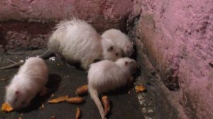 Нутрии это выгодно или нет?  Обсудим вместе с вами!