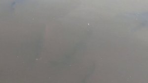 Как кормится веслонос? Выращивание веслоноса в садках.