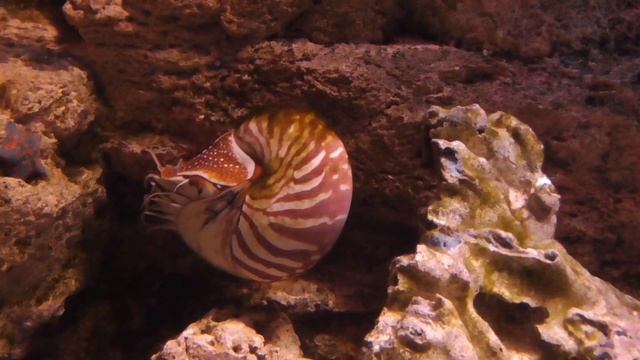 Наутилус помпилиус, Nautilus Pompilius моллюск из Полинезии, океанариум спб