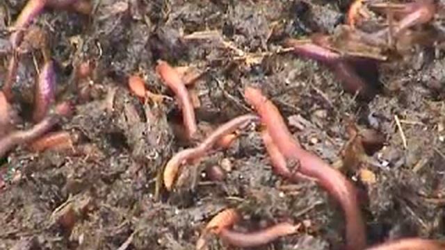 Калифорнийские черви смотреть онлайн