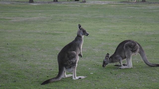 Kangaroo Boxing: An Epic Saga of Nature's Warriors смотреть онлайн
