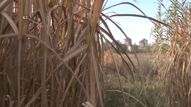 MISKANTUS - trska za brikete i pelet kao od drveta a u stvari se uzagaja смотреть онлайн
