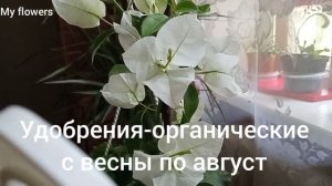 Секреты выращивания БУГЕНВИЛЛИИ