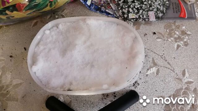 Лобелия посадка в феврале #лобелия #февраль #сажаемрассаду смотреть онлайн