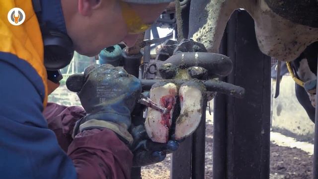 Заехали посмотреть, как обрезают копыта коровам | Рабочий день бригады Копытного Сервиса смотреть онлайн