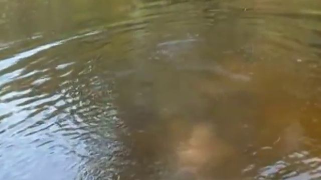 Рыбалка на магнит жарким летним днем. р.Ловать Псковская обл. смотреть онлайн