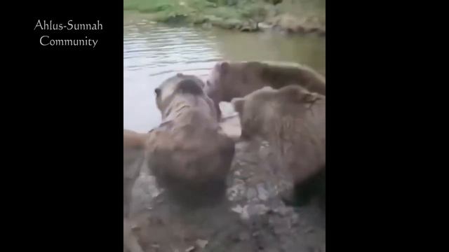 Волки не оставили своего даже после его смерти смотреть онлайн