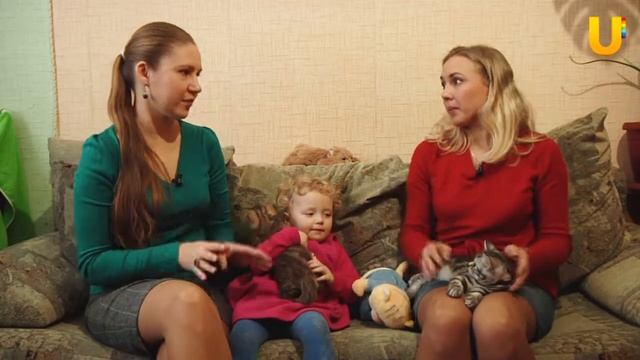 Глазами животных, выпуск 57. Как помыть собаку, шотландские вислоухие. смотреть онлайн