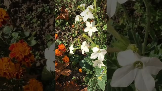 Осенние цветы смотреть онлайн