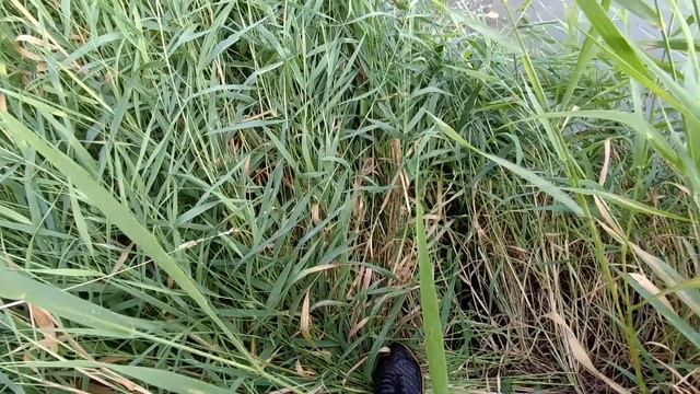 3 богатыря смотреть онлайн