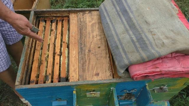 Что такое НУКЛЕУС? Для чего нужен нуклеусный улей?