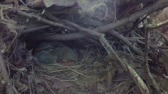 Зарянка 170527 2 у Трамвая 170611 сидит на яйцах GoPro 30 смотреть онлайн