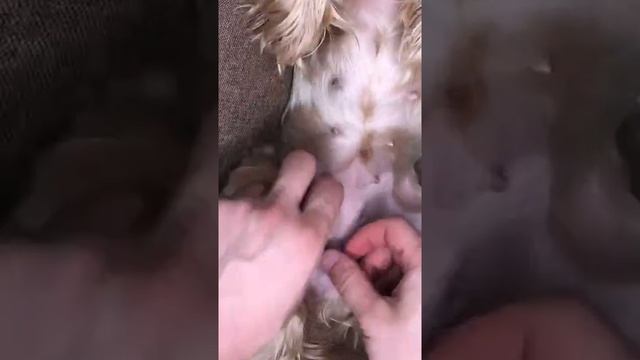 Funny Animals Impossible Not To Laugh At ❤️ #shorts ? После татуировки она стала сильно борзой, я смотреть онлайн