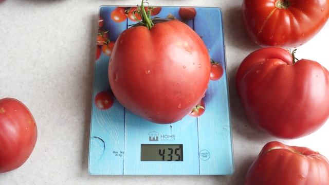 Помидоры с самым смешным названием! Сорт томата Задница обезьяны! (Monkey Ass) смотреть онлайн