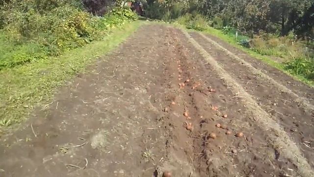 КОПКА КАРТОФЕЛЯ КУЛЬТИВАТОРОМ смотреть онлайн