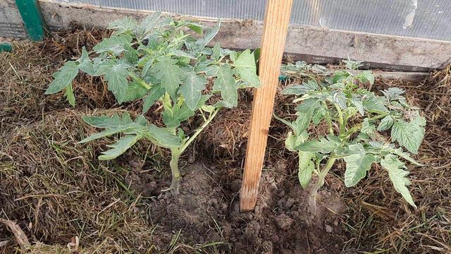 Куча полезных советов для новичков и любителей огорода. смотреть онлайн